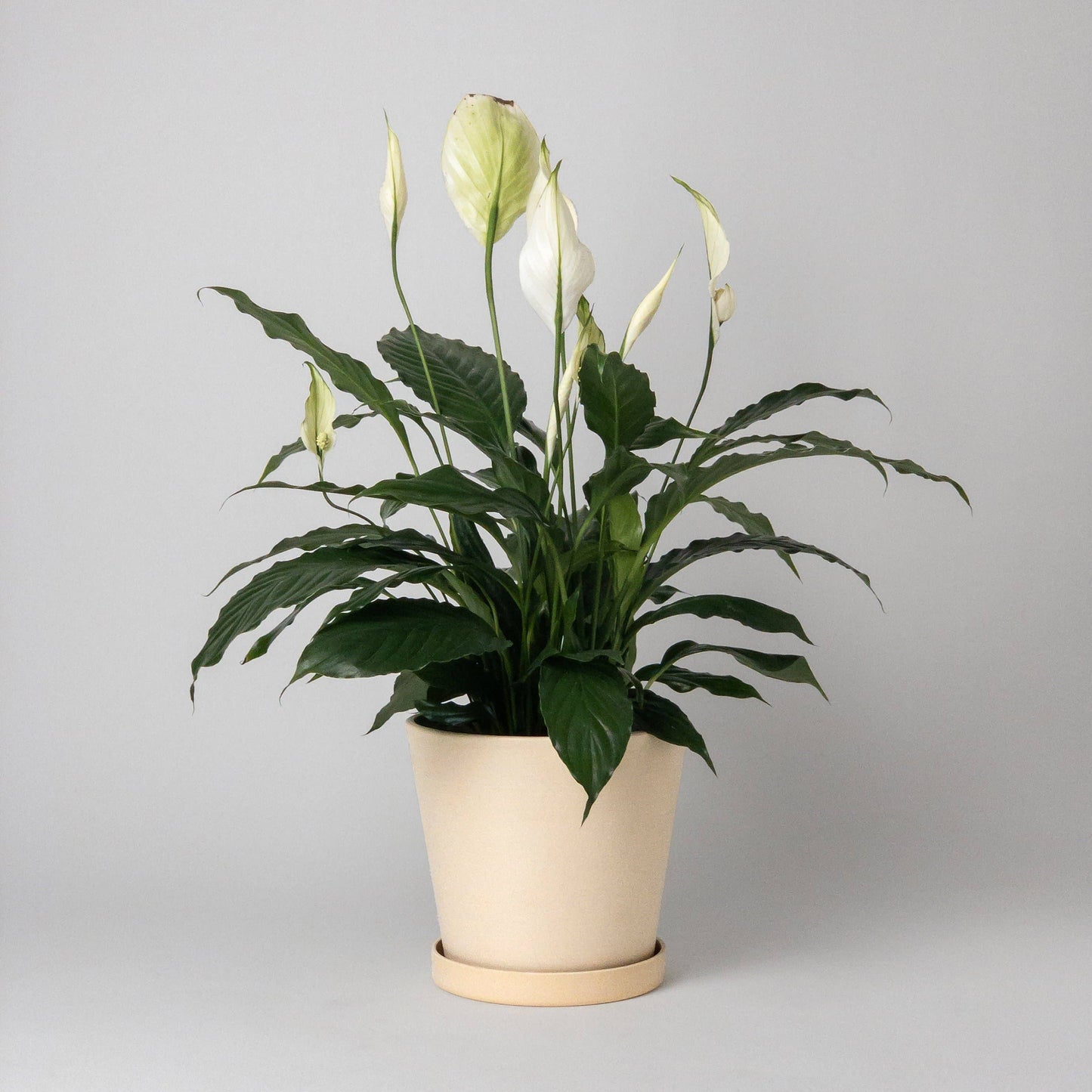 7" Tapered Signature Planter Pot & Saucer Set