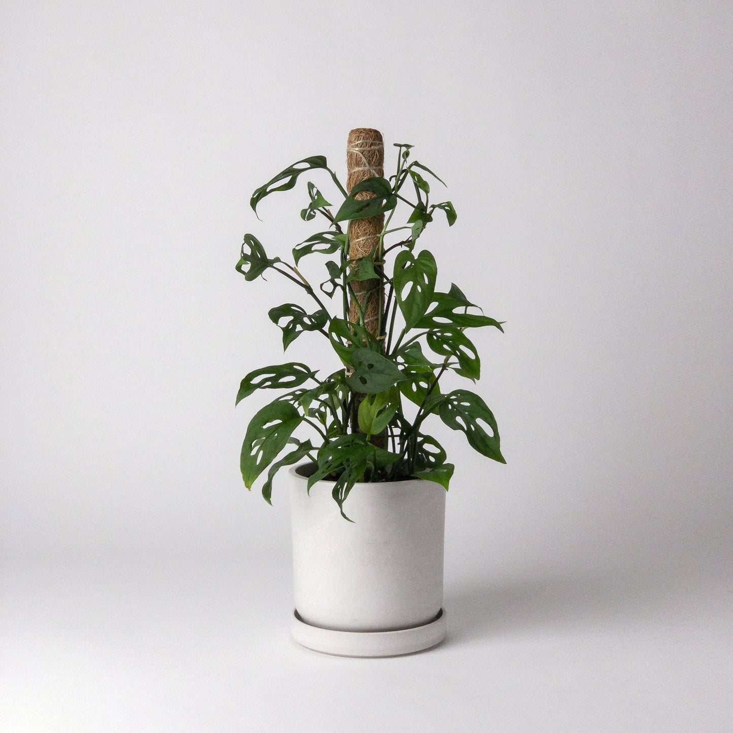 Coco Coir Pole for Plant Support (Small)