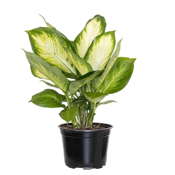 dieffenbachia aimee Dieffenbachia Amy – Geno's Design