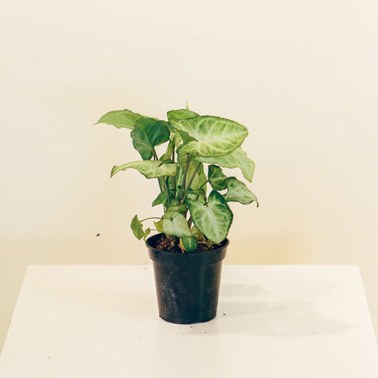 Syngonium podophyllum "White Butterfly"