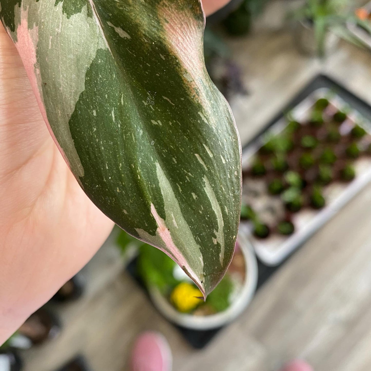 Philodendron Pink Princess Marble Galaxy