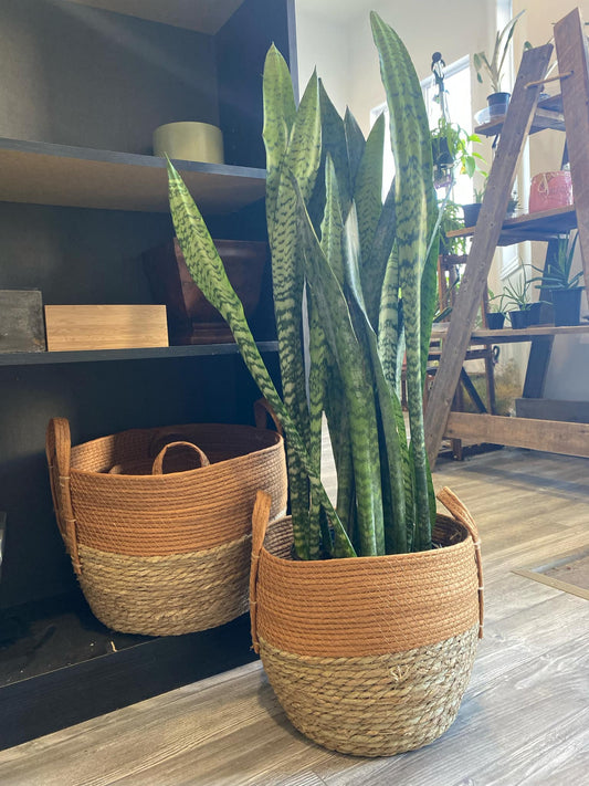Sanseveria Zeylancia- "Snake"