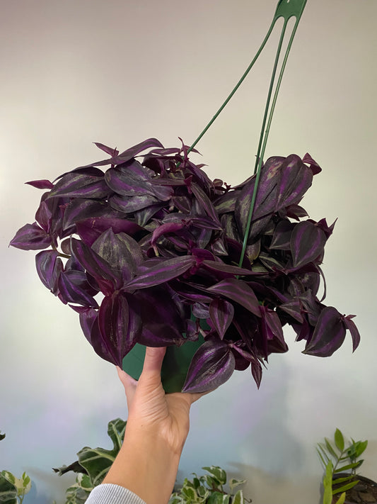 Tradescantia zebrina deep purple