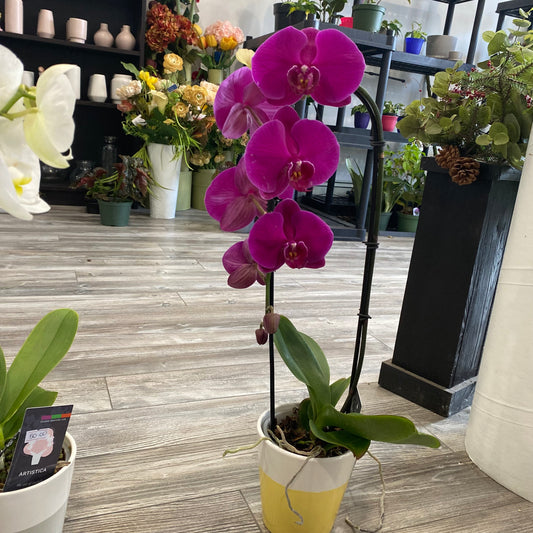Phalaenopsis Orchid