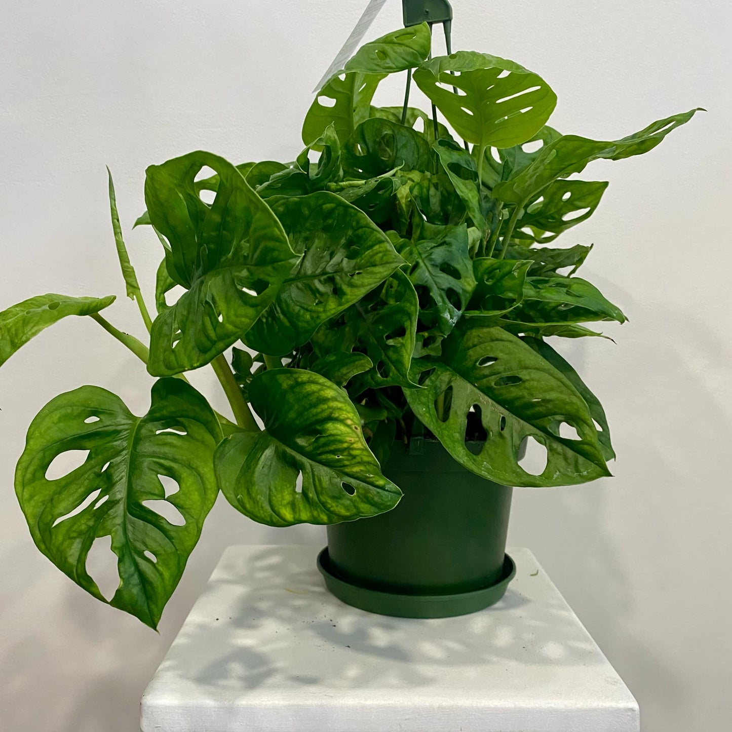 Monstera Adansonii "Swiss Cheese"
