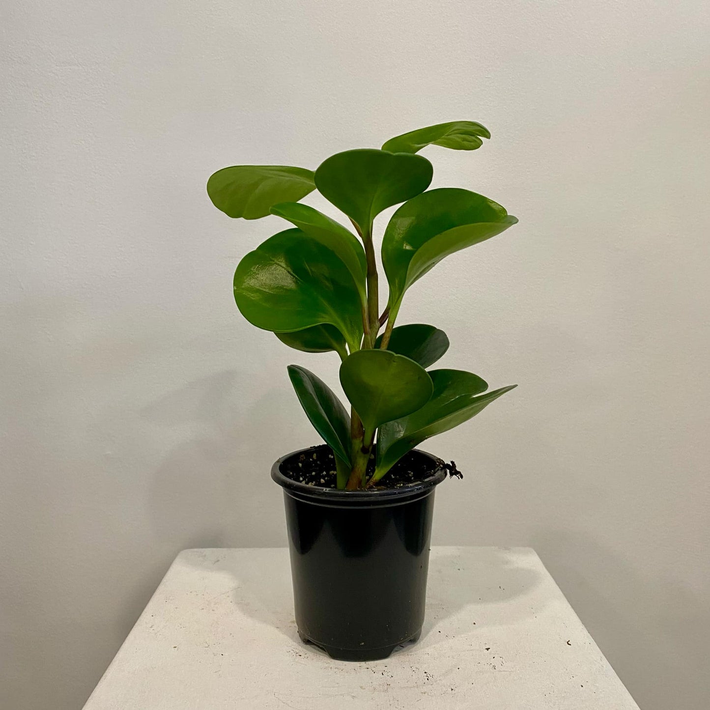 Peperomia Obtusifolia