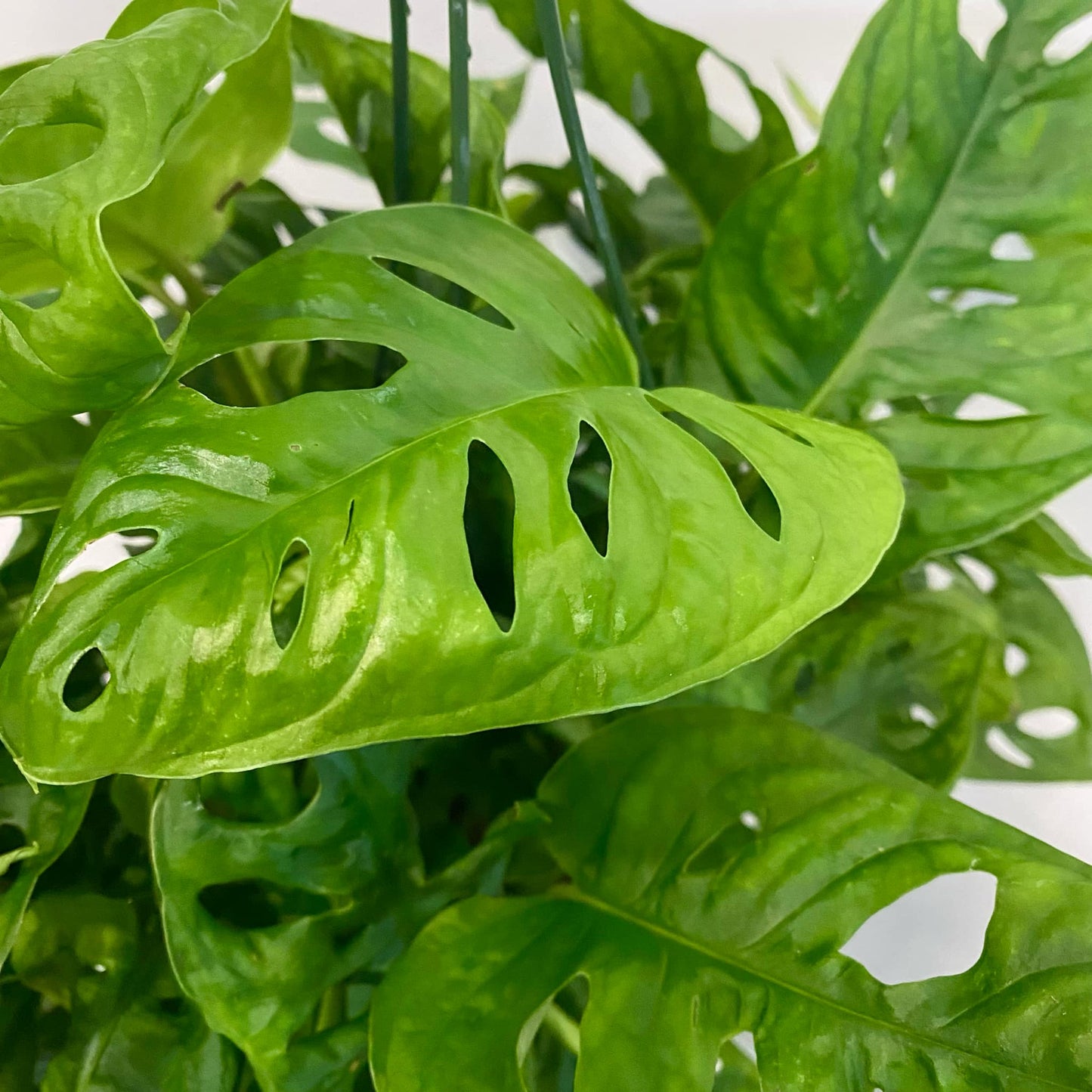 Monstera Adansonii "Swiss Cheese"