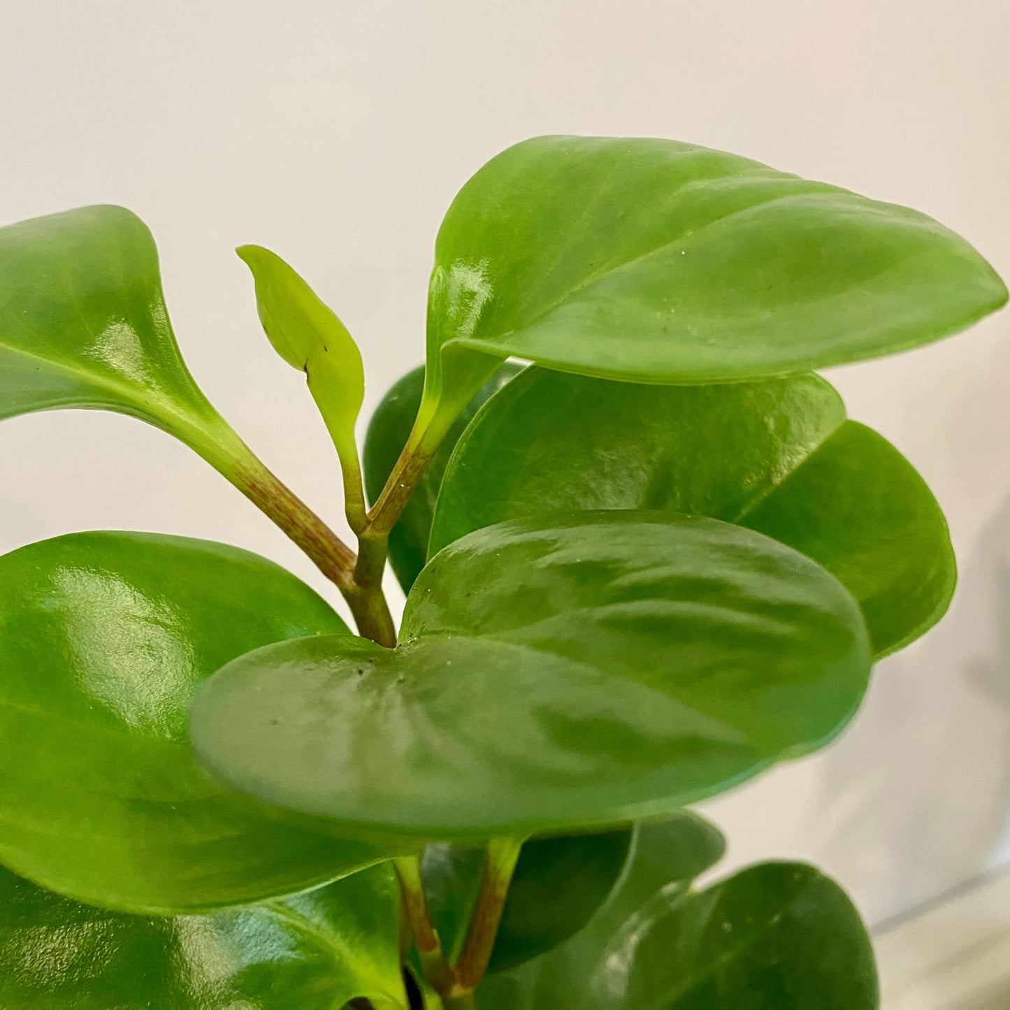 Peperomia Obtusifolia
