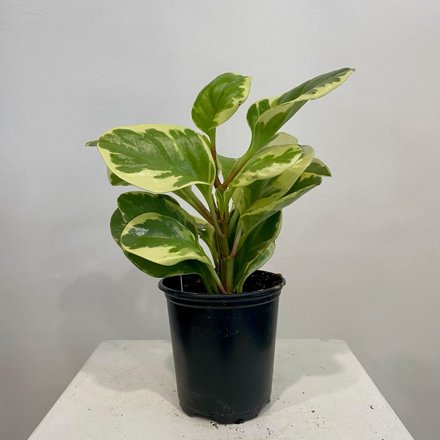 Peperomia Obtusifolia Golden Gate