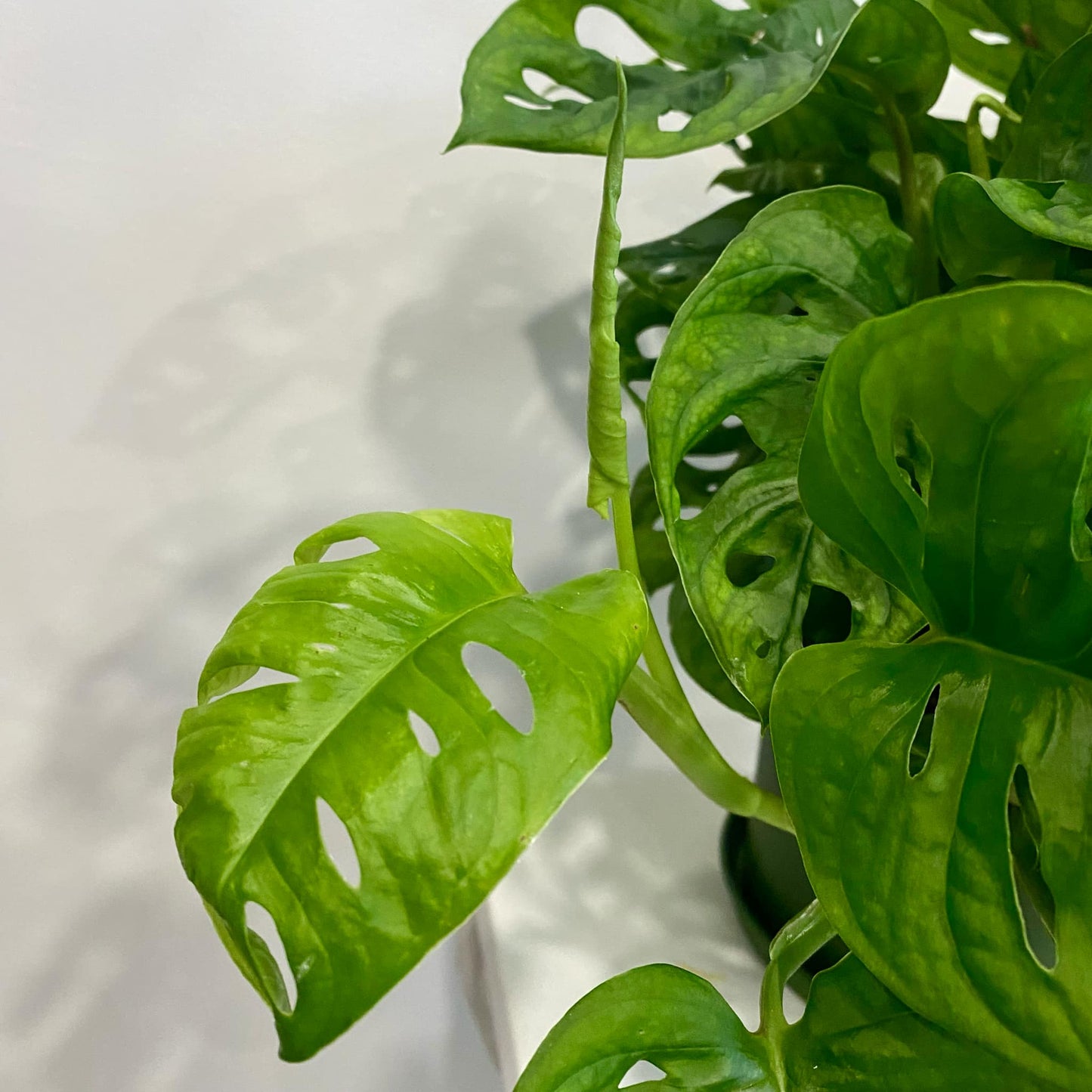 Monstera Adansonii "Swiss Cheese"