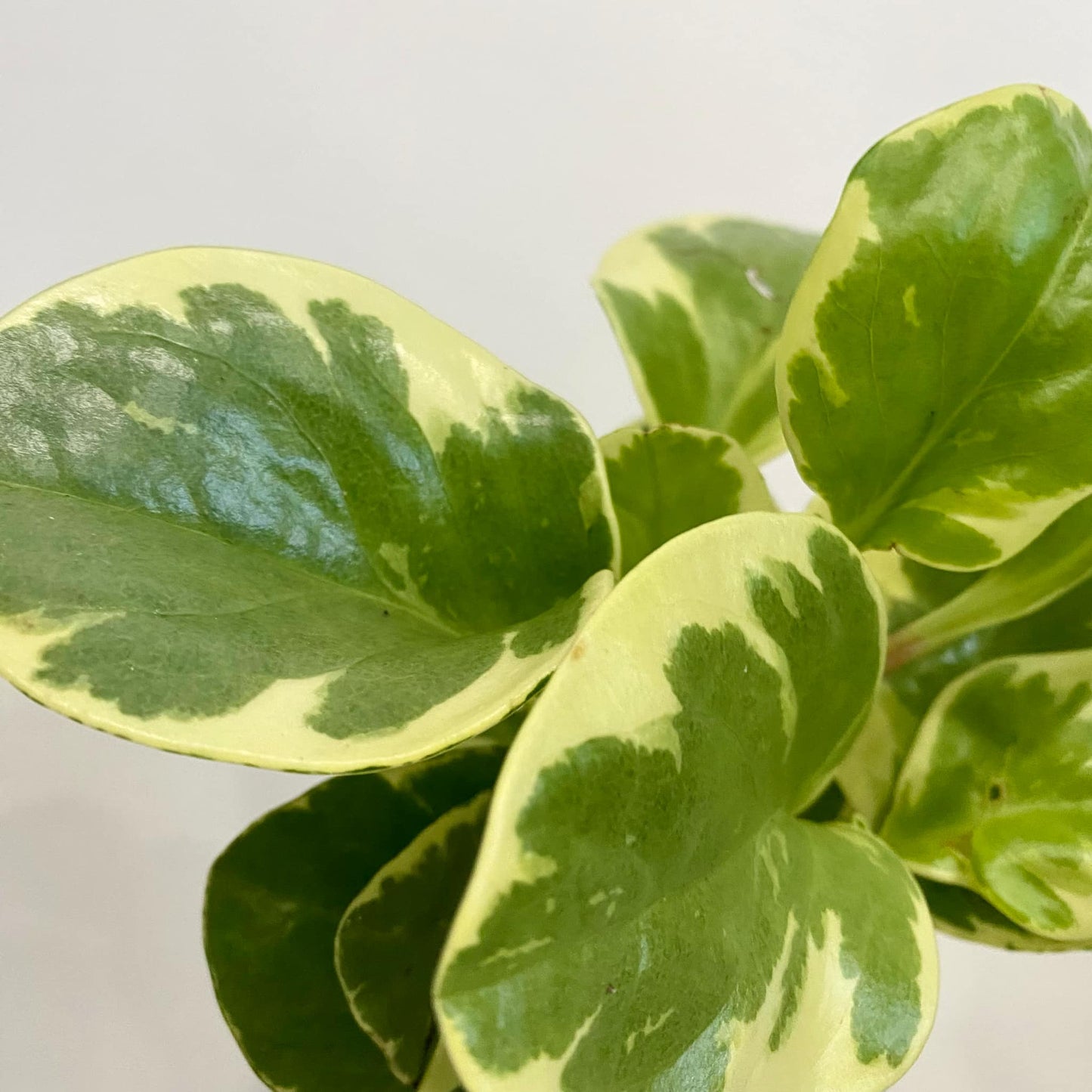 Peperomia Obtusifolia Golden Gate
