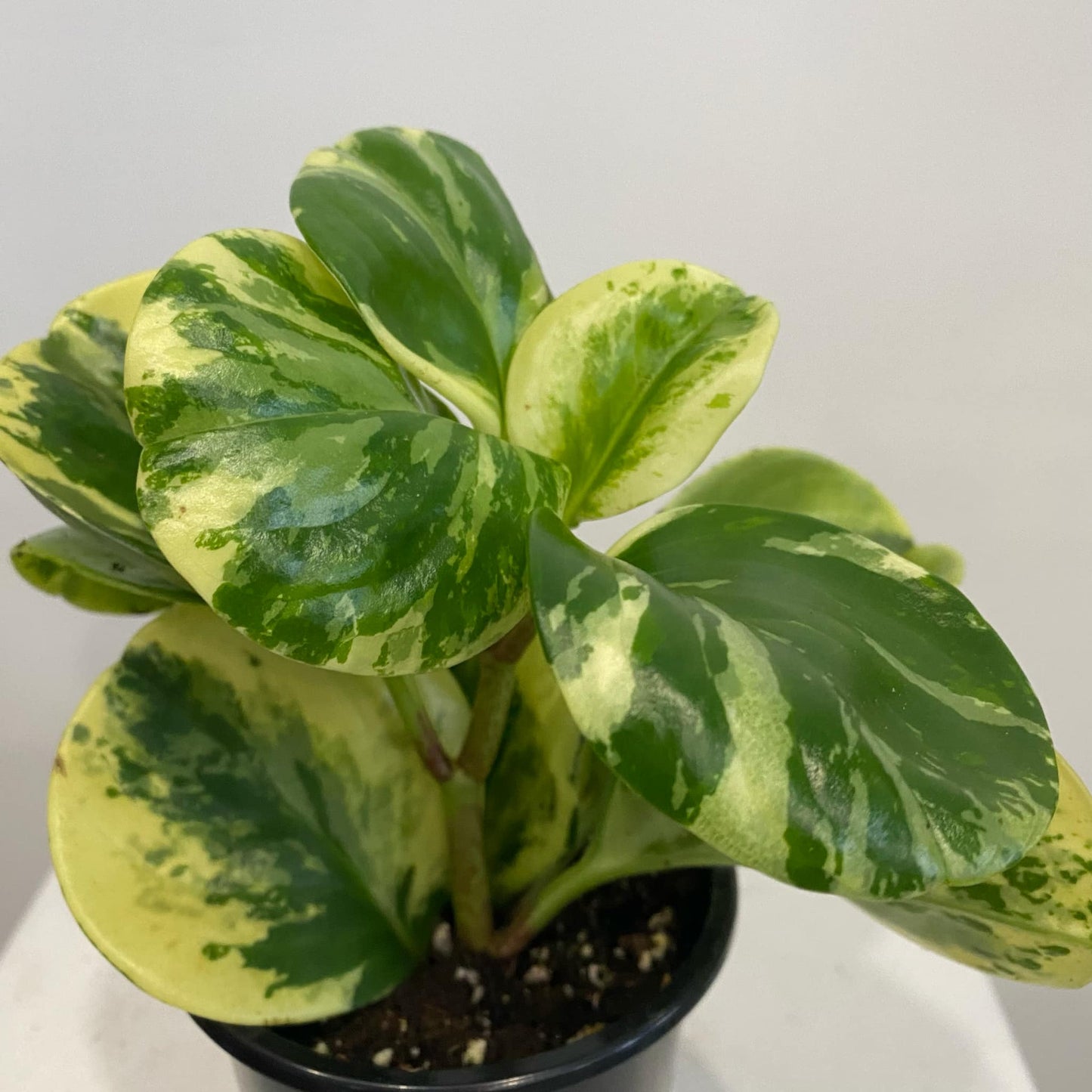 Peperomia Obtusifolia Splash