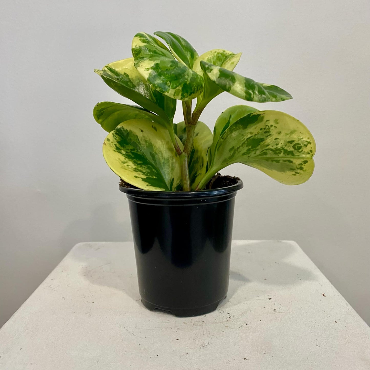 Peperomia Obtusifolia Splash