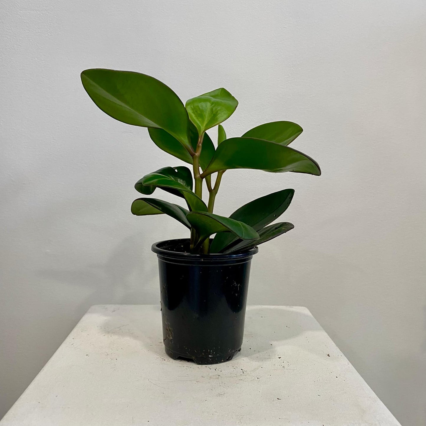Peperomia Clusiifolia Red Edge