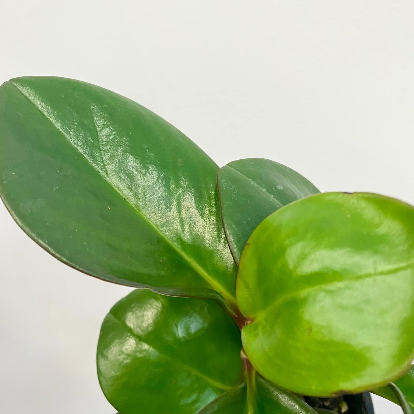 Peperomia Clusiifolia Red Edge