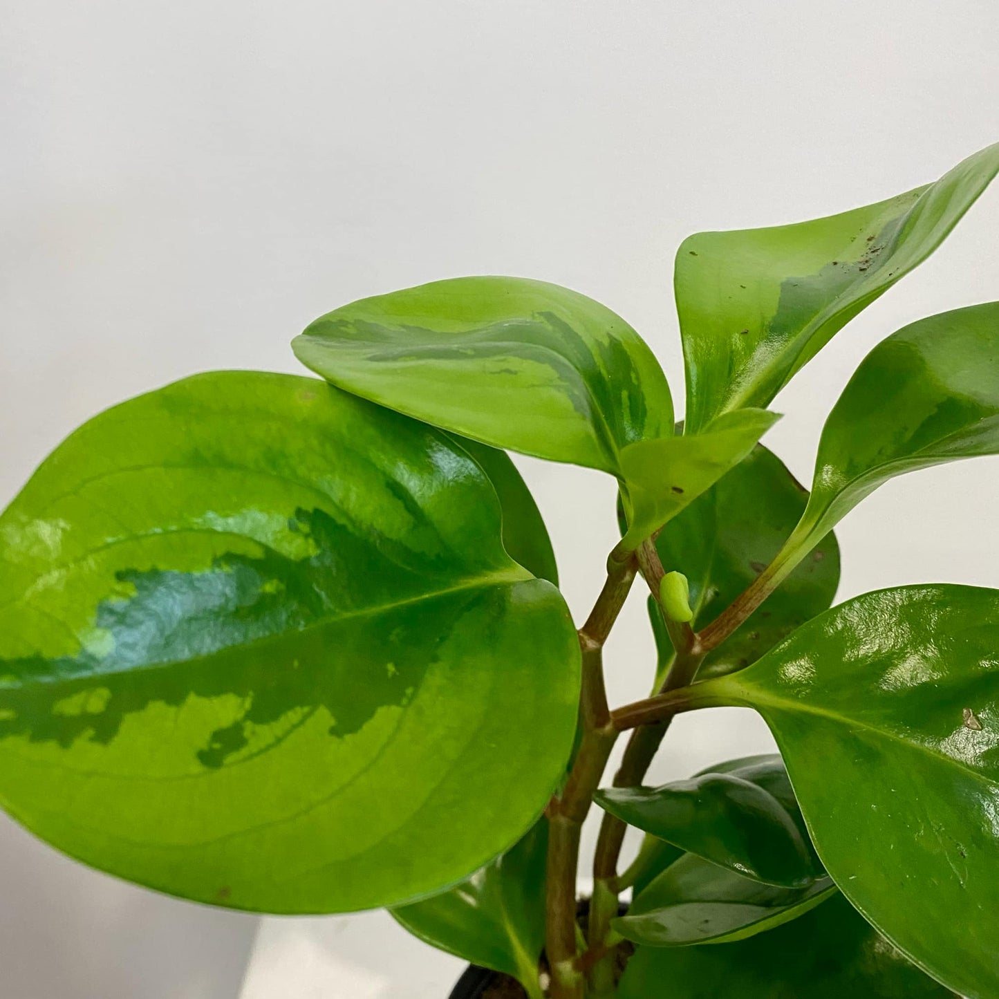 Peperomia Obtusifolia Lemon-Lime