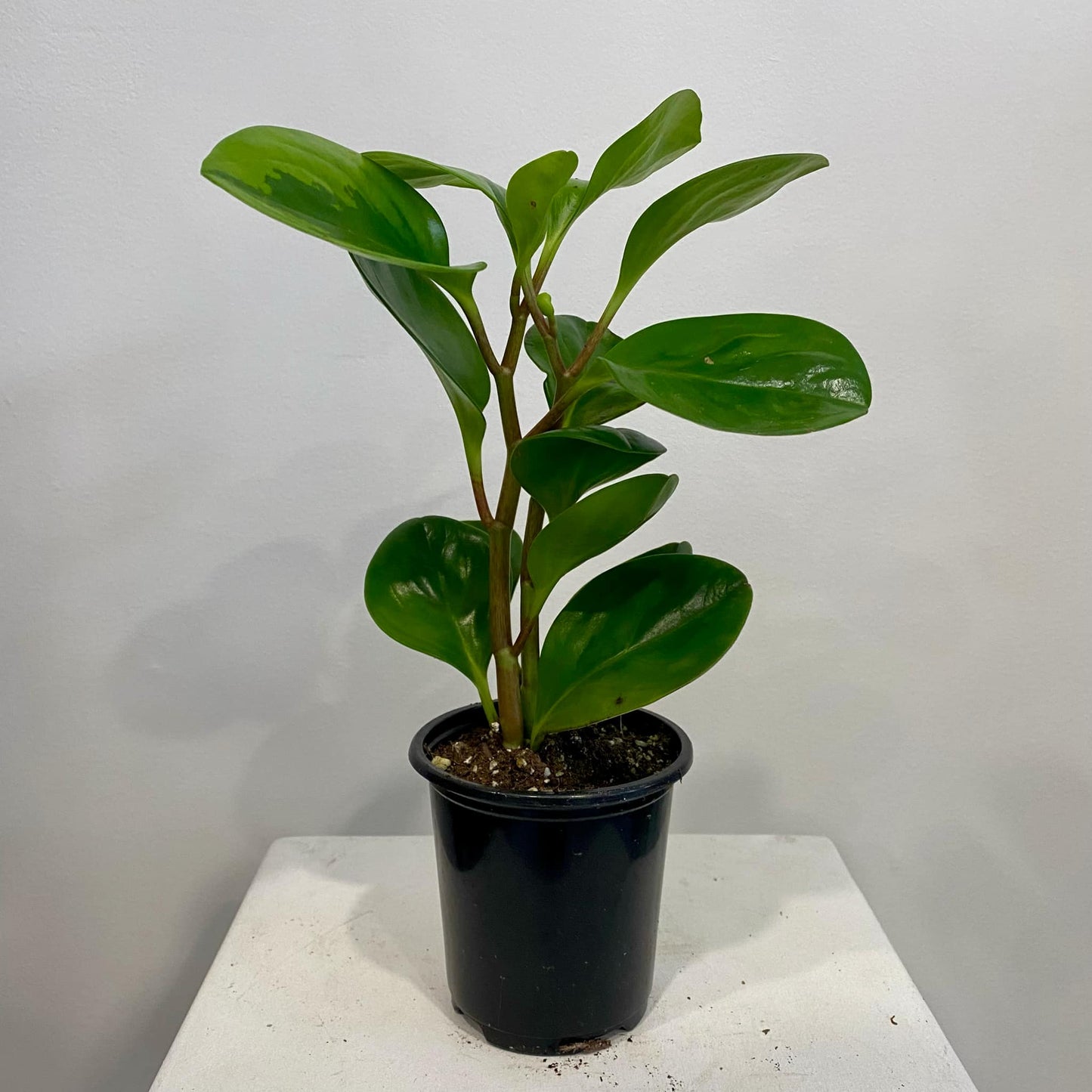 Peperomia Obtusifolia Lemon-Lime
