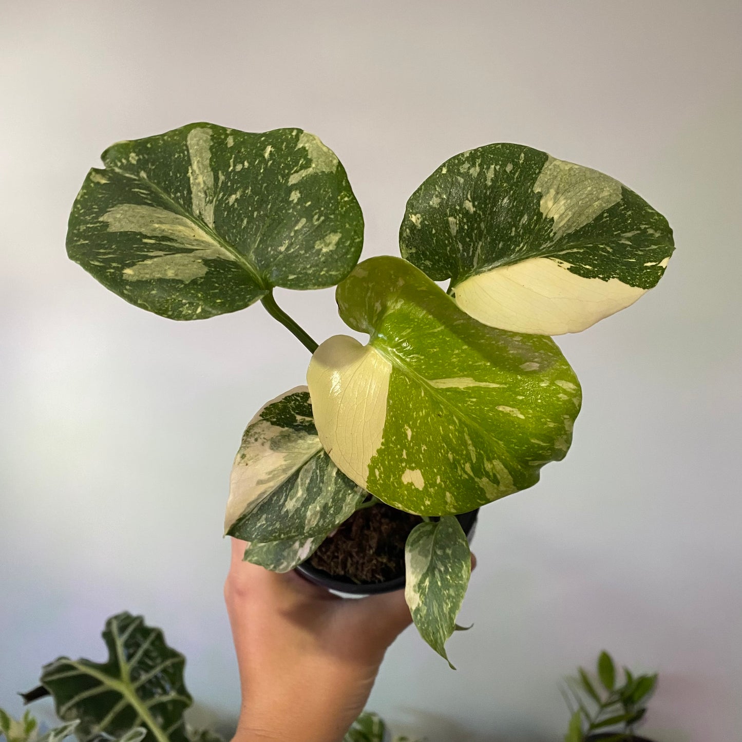Monstera Thai Constellation