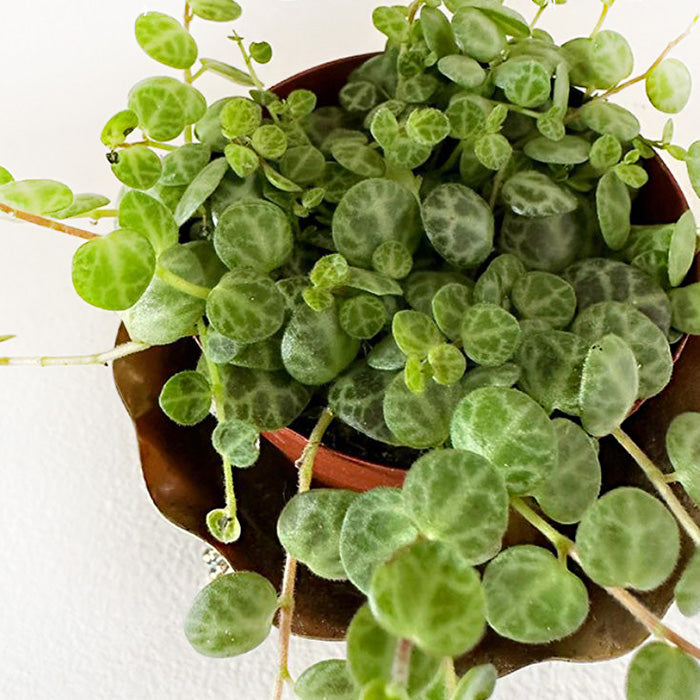 String of Turtles