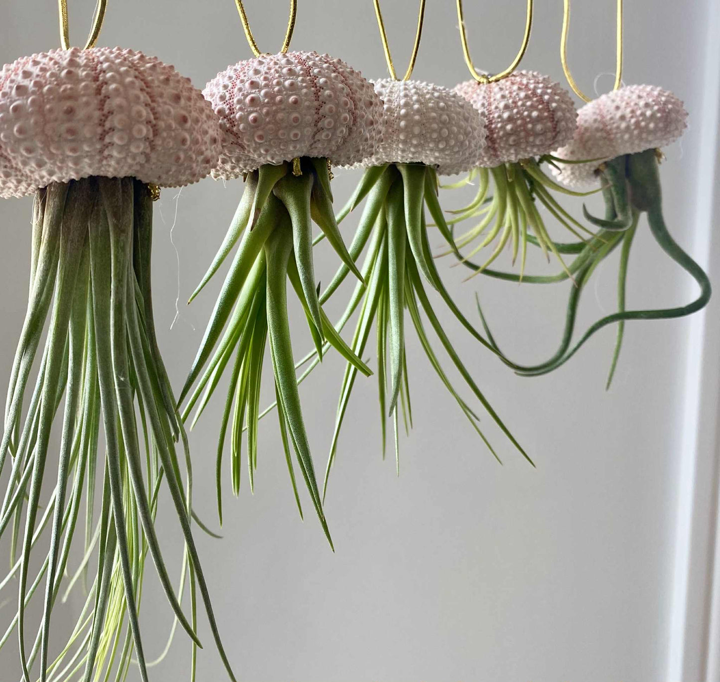 Tillandsia in Seashell