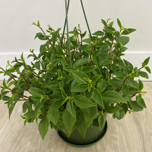 Peperomia "Amigo Marcello"