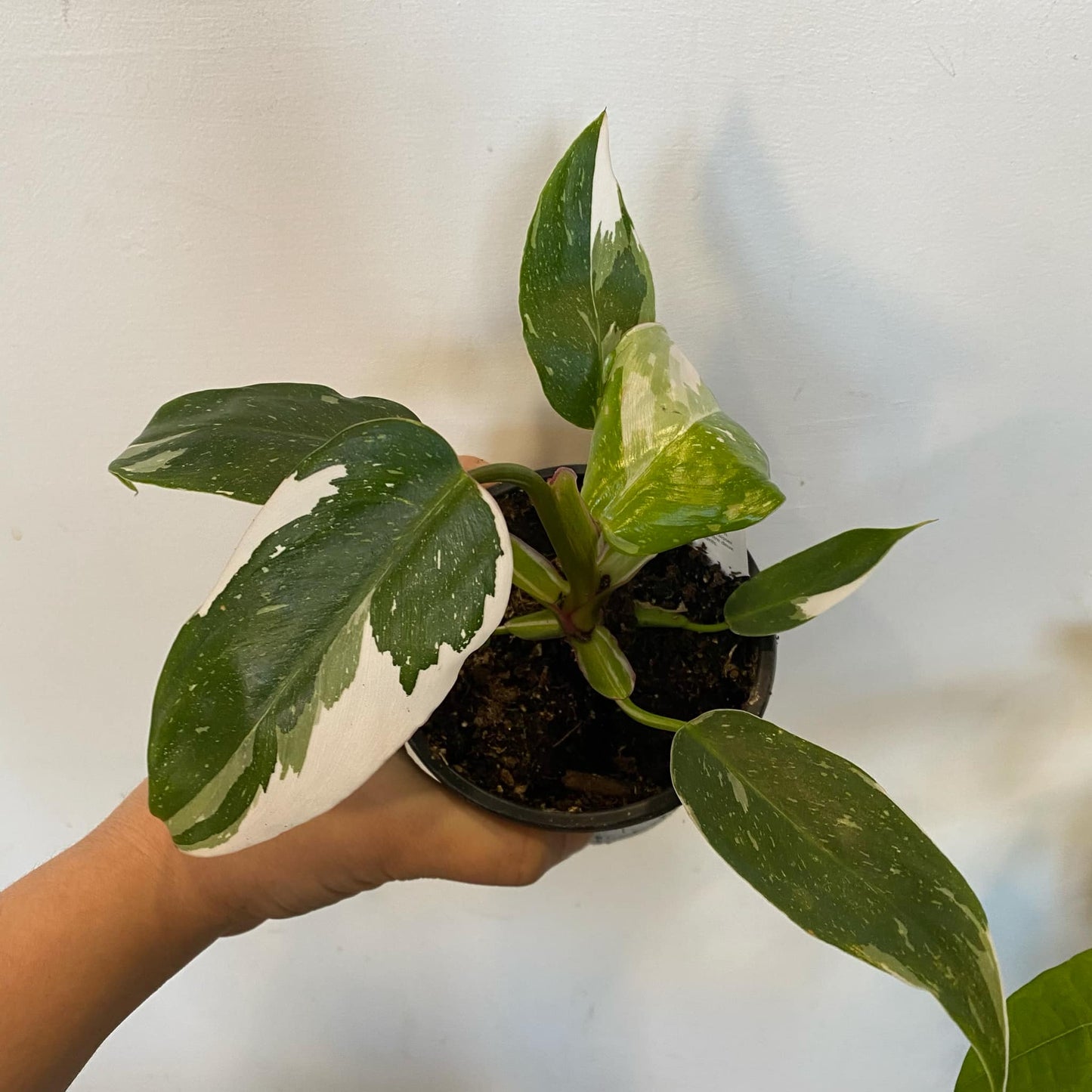 Philodendron White Princess