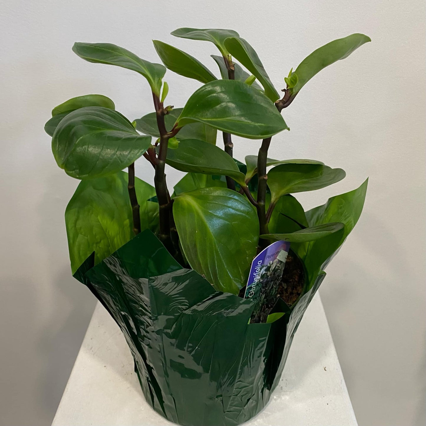 Peperomia Obtusifolia