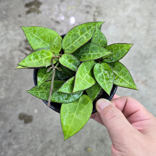 Hoya Parasitica Black Margin