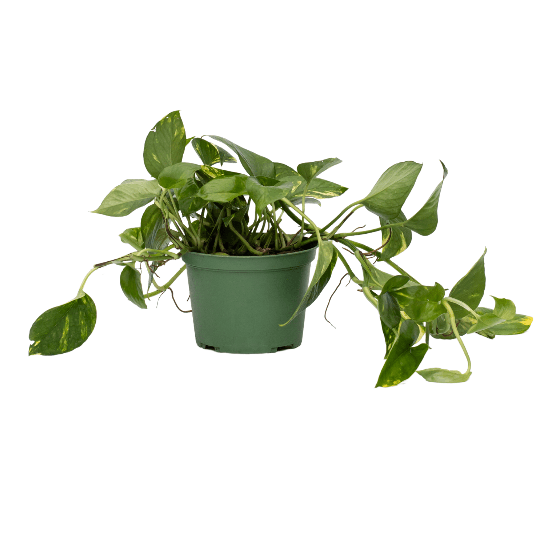 Golden Pothos