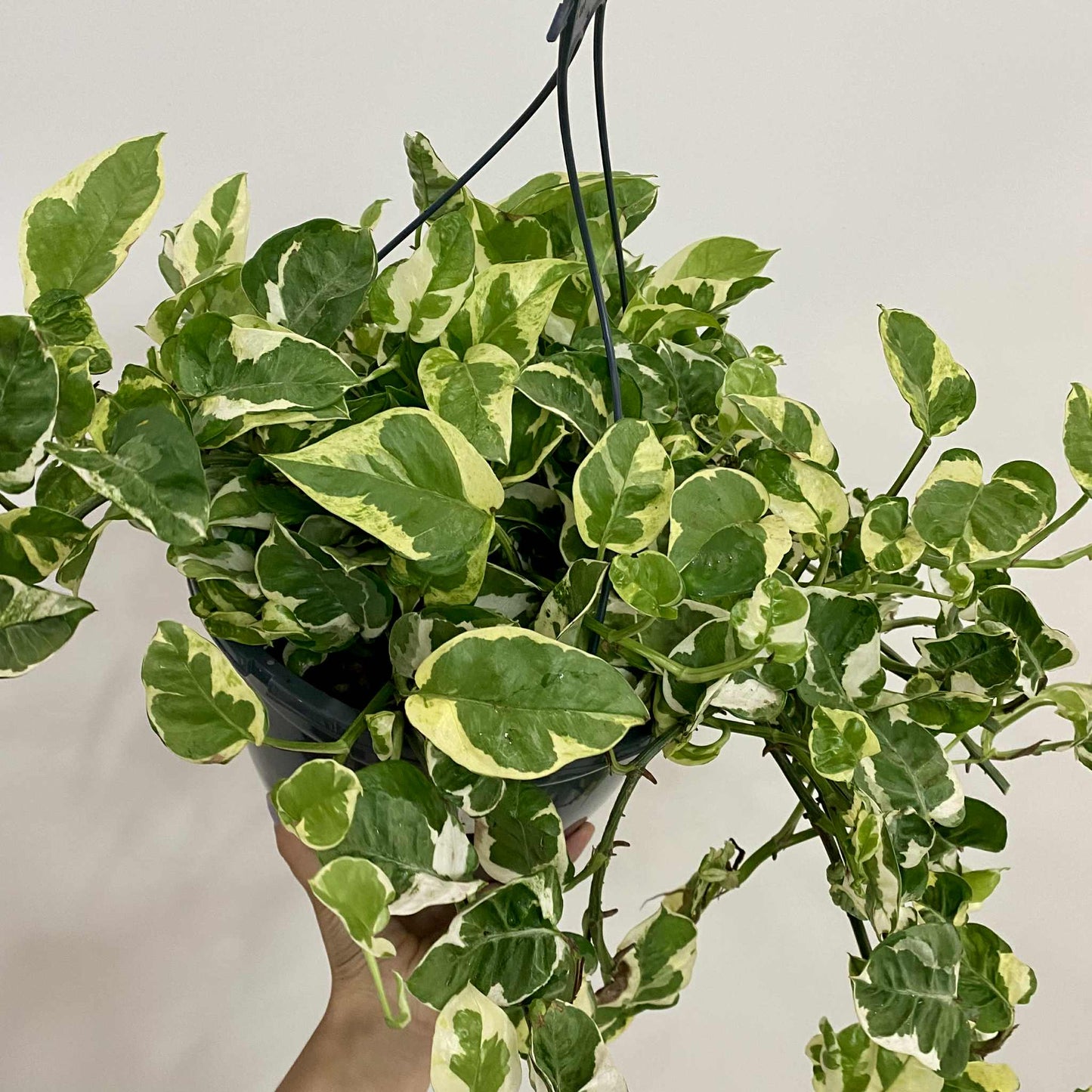 Pothos N’Joy