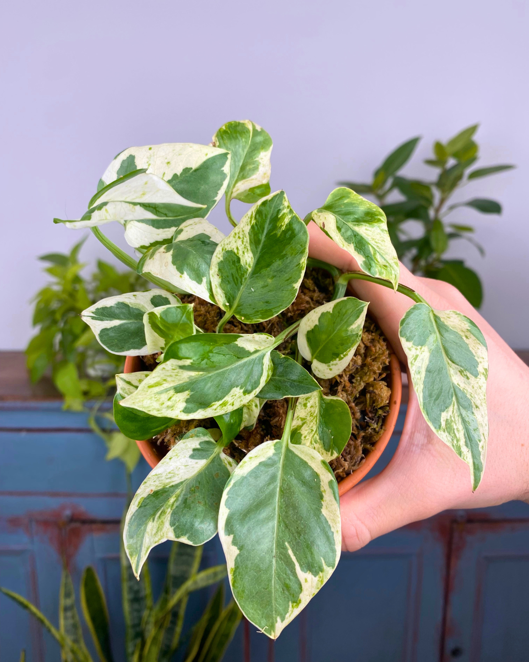 Pothos Pearls and Jade