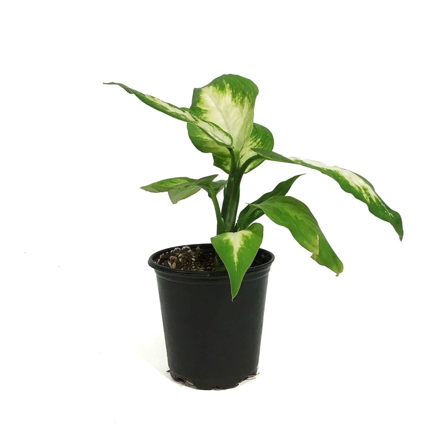 Dieffenbachia Amy