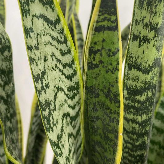 Sanseveria "Laurentii"
