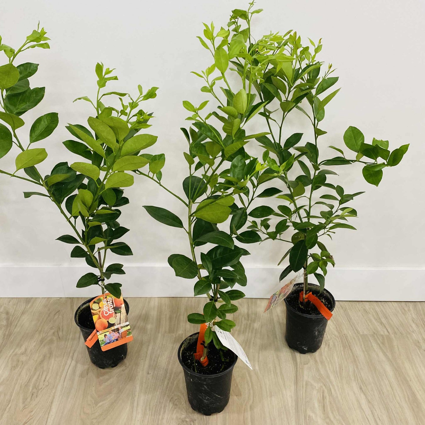Calamondin Orange Tree
