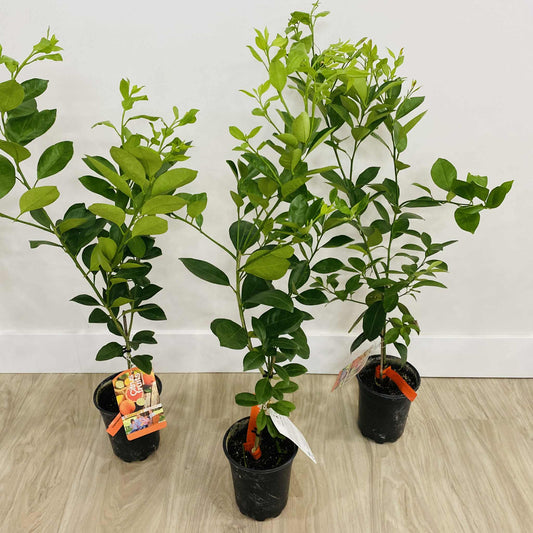 Calamondin Orange Tree