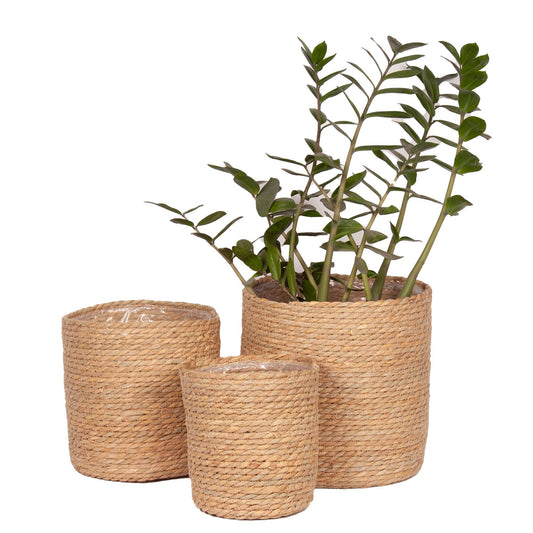 ROUND CATTAIL PLANT BASKETS - PLASTIC LINED