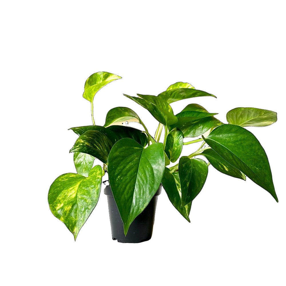Golden Pothos