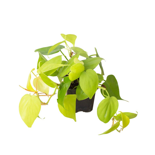 Philodendron Hederaceum Lemon Lime