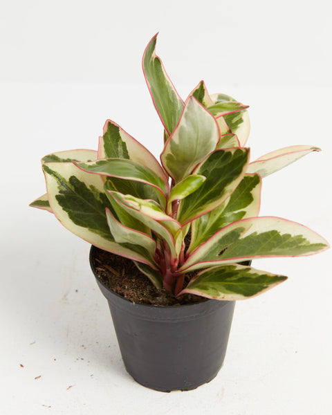 Peperomia Clusiifolia "Ginny"