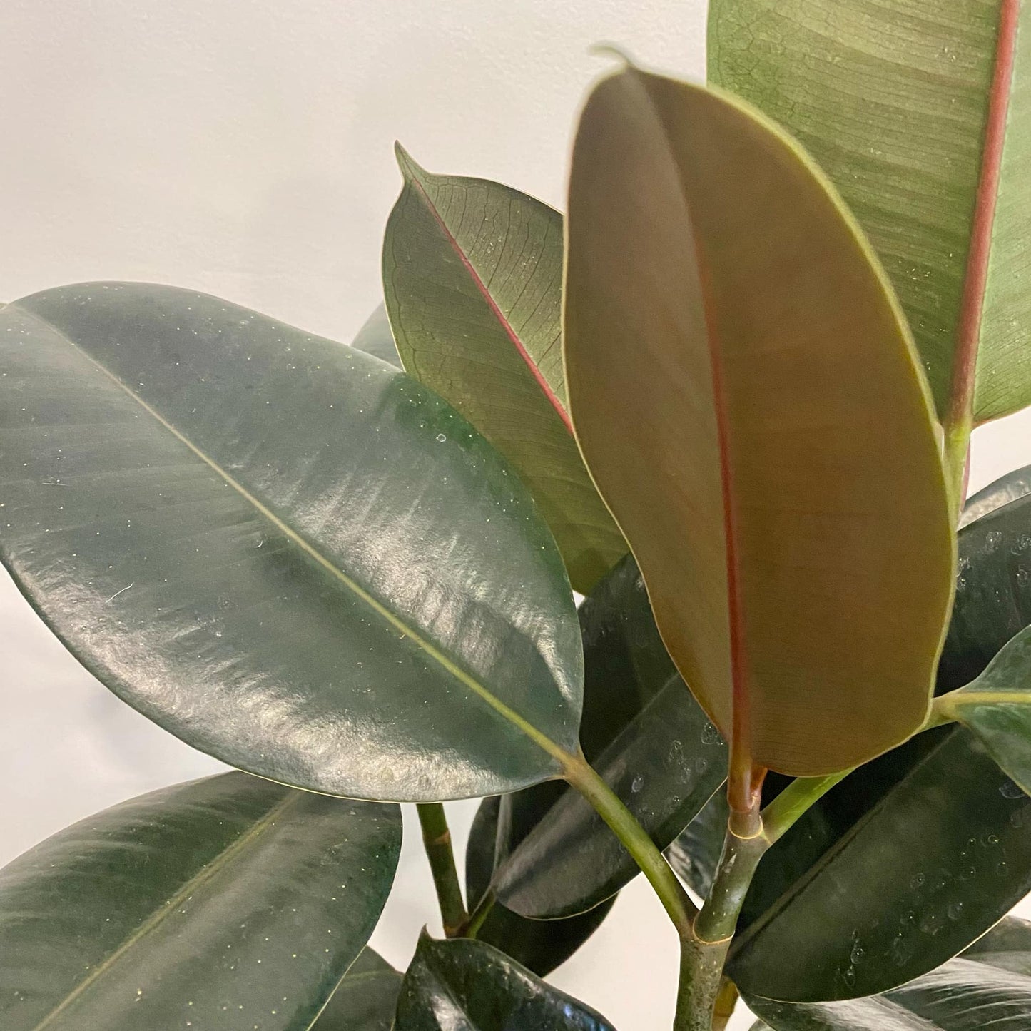 Rubber Plant (Ficus Elastica)