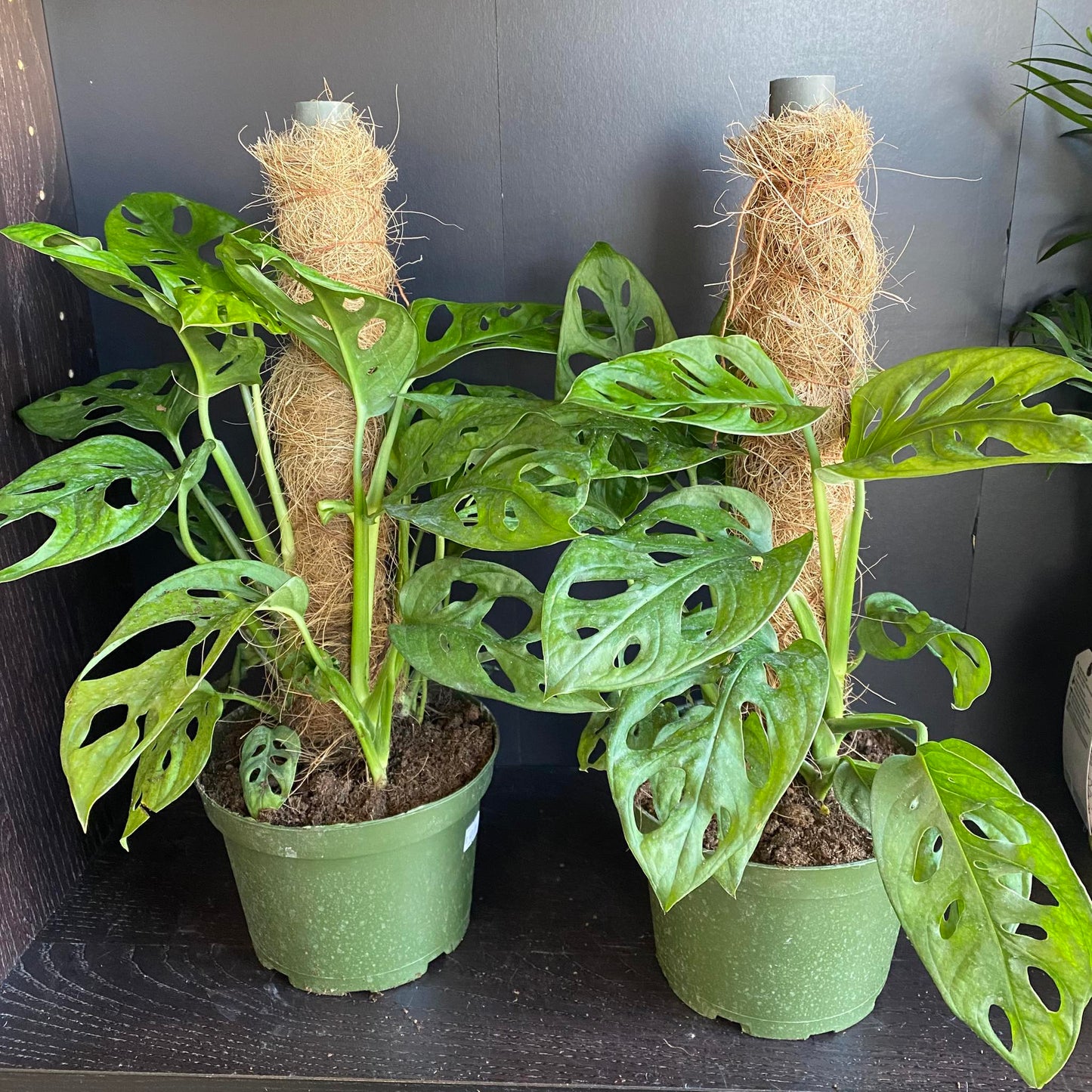 Monstera Adansonii "Swiss Cheese"