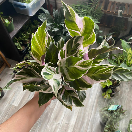 Calathea White Fusion
