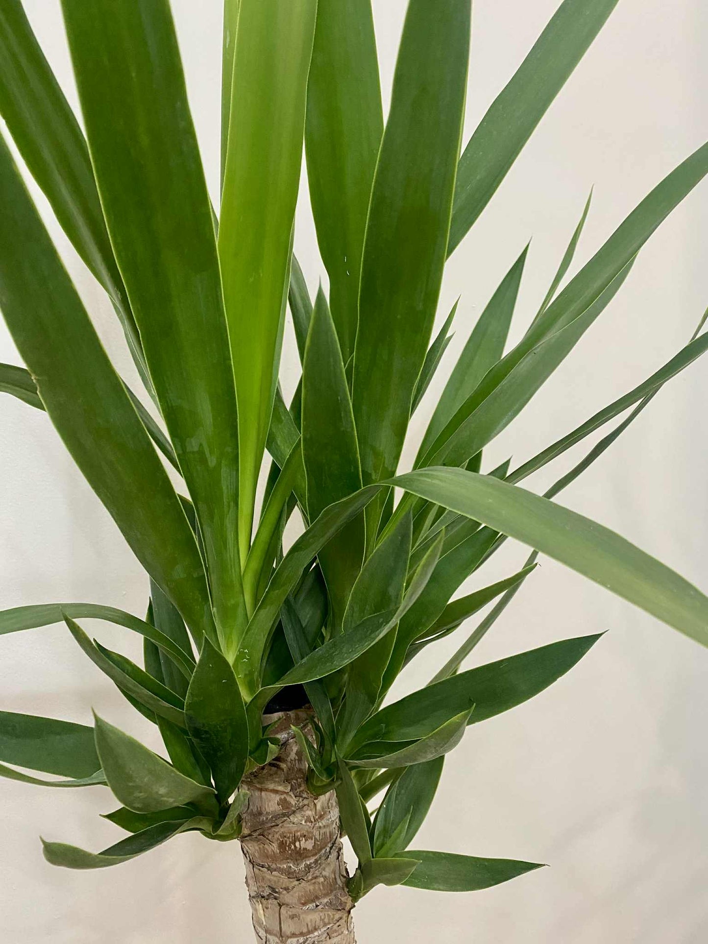 Yucca Cane