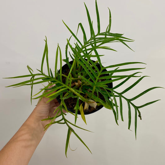 Philodendron Tortum