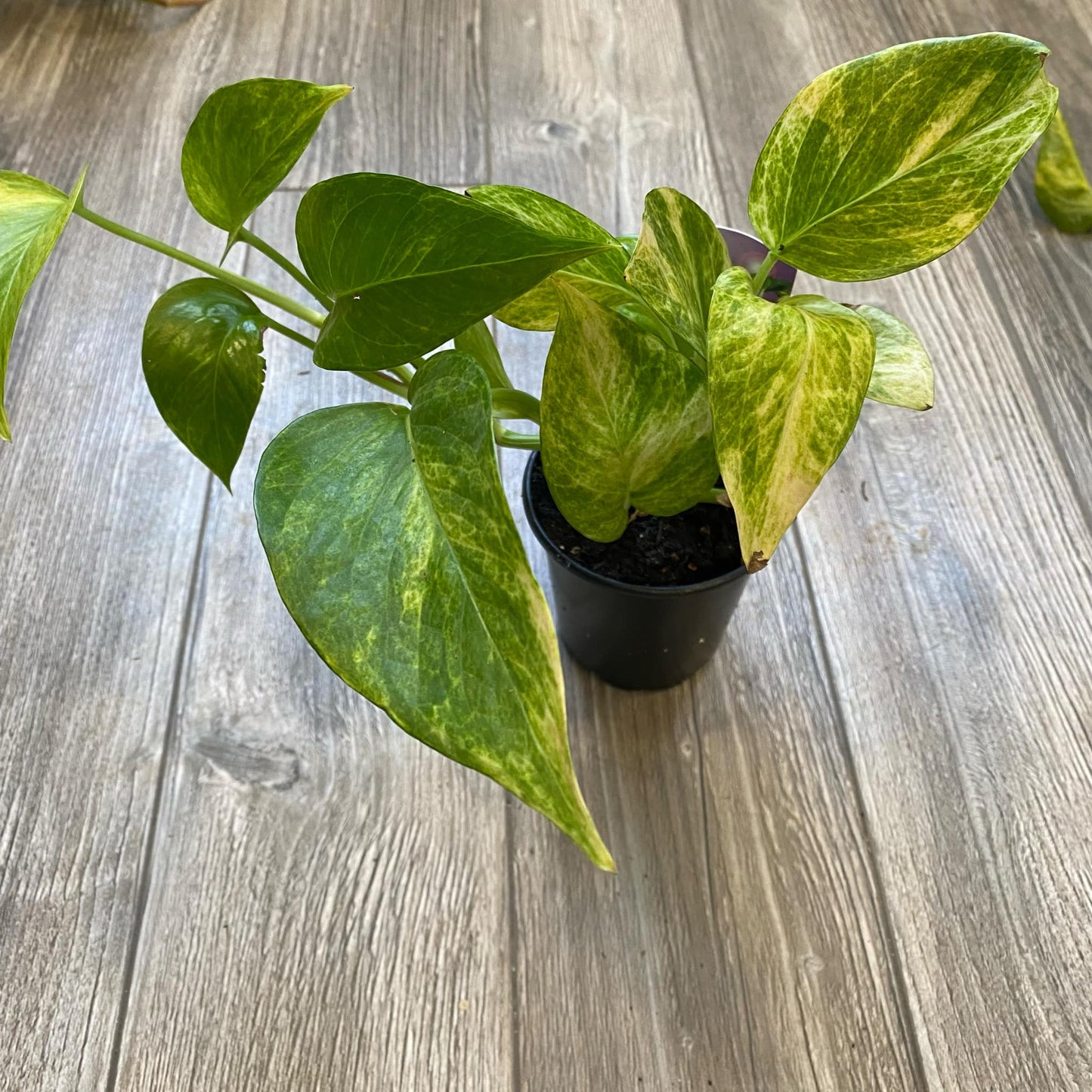 Pothos Marble Queen