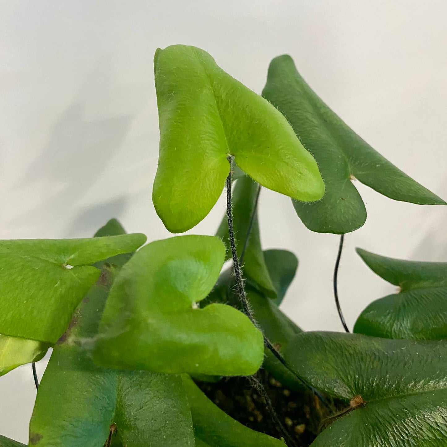 Heart Fern