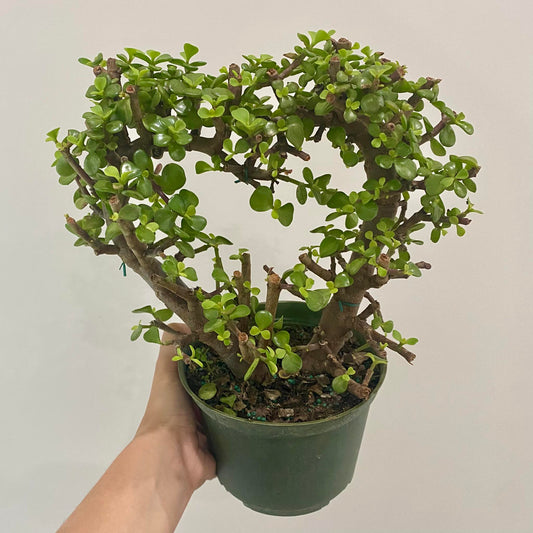 Heart Shape - Jade Plant