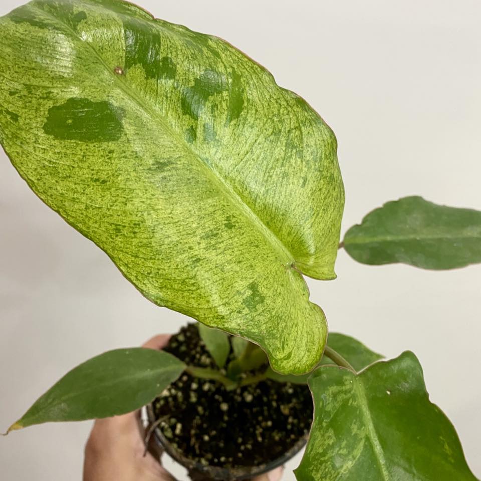 Philodendron Paraiso Verde
