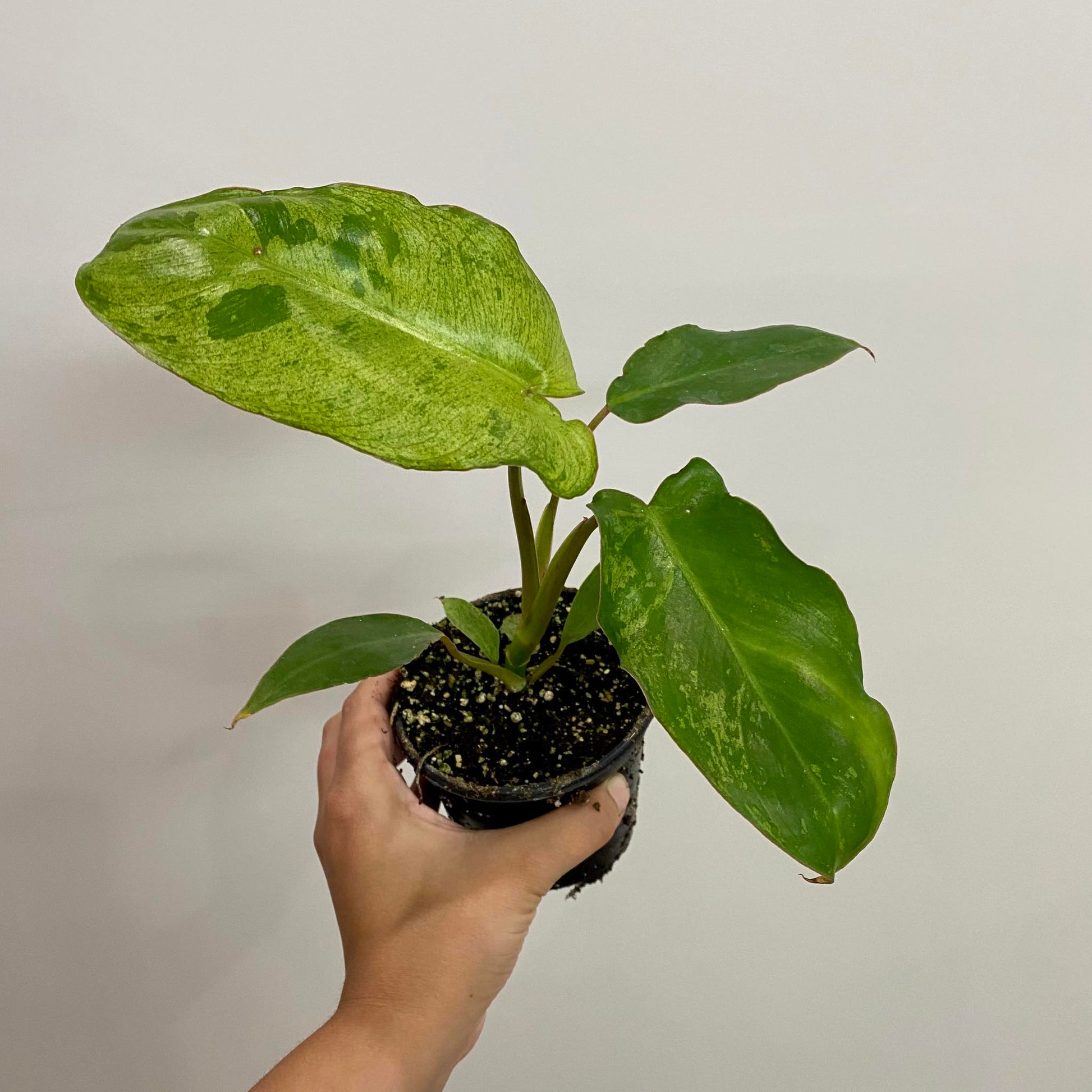 philodendron marina ruy barbosa Philodendron Paraiso Verde