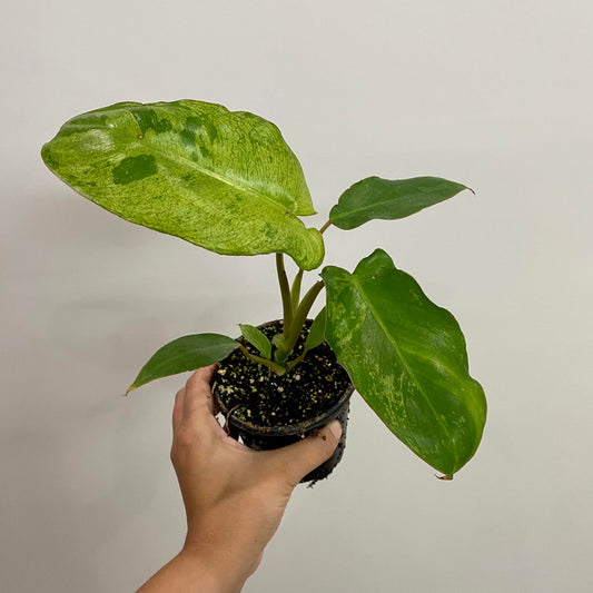 Philodendron Paraiso Verde